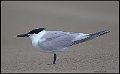 _6SB1174 sandwich tern